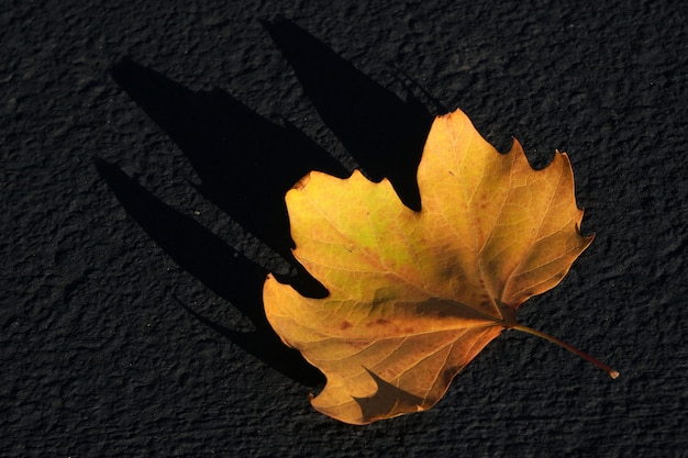 Single Yellow Maple leaf on the dark gray ground - Fall foliage season at park of San francisco United states of America USA  - Yellow nature