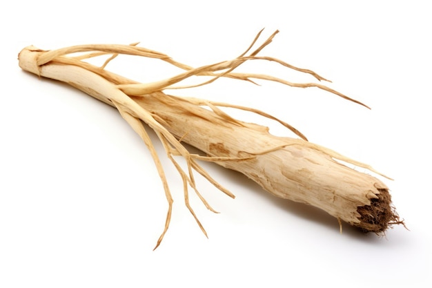 Photo a single yucca root isolated on white background