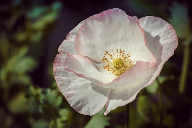 A singular wet pale pink poppy in the grasses. The centre of the flower is open. a romantic image.