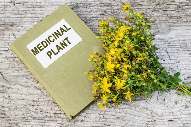 Sint-Janskruid Hypericum en directory medicinale plant