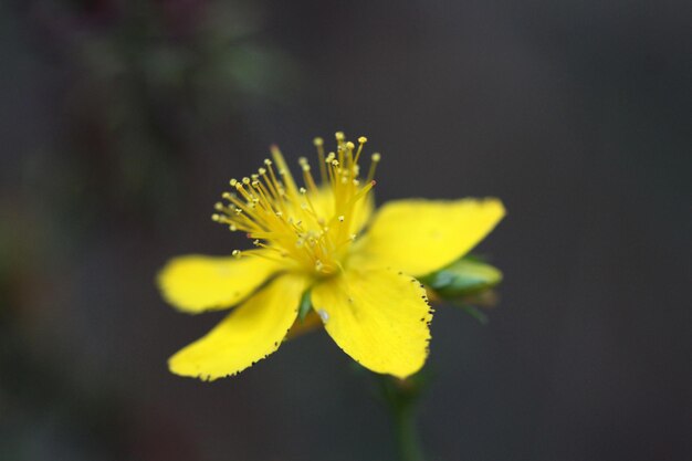 Sint-Janswort hypericum perforatum