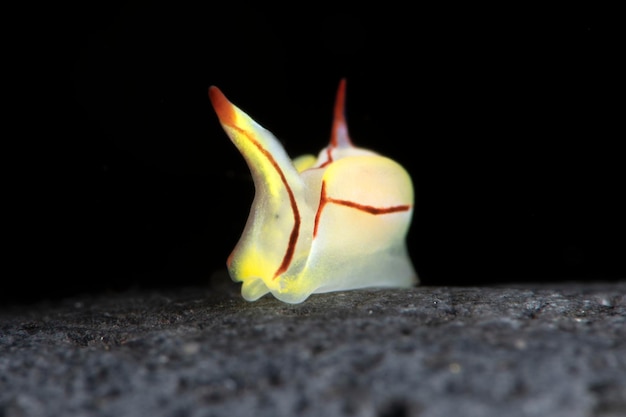 Photo siphopteron sea slug sea life of tulamben bali indonesia