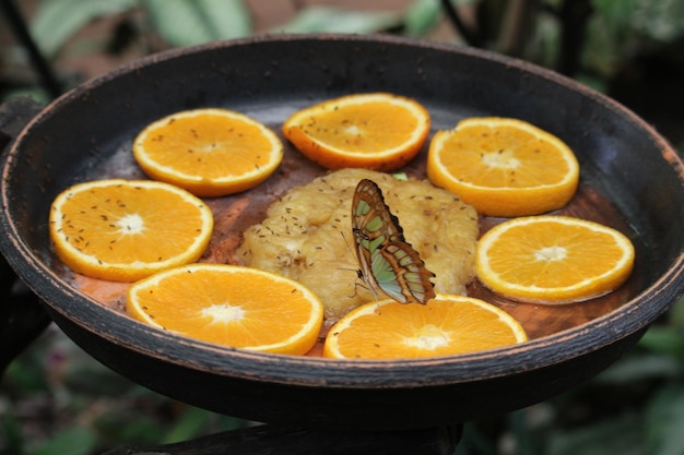 Siproeta stelenes butterfly on a background of oranges