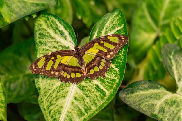 시프 로타 stelenes (malachite 나비)