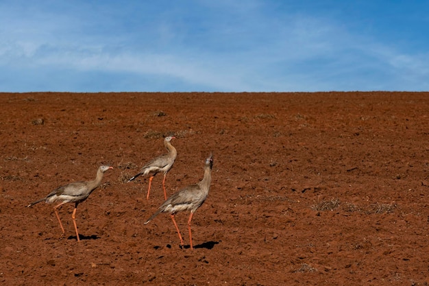 Siriemas walking on plowed land in search of food