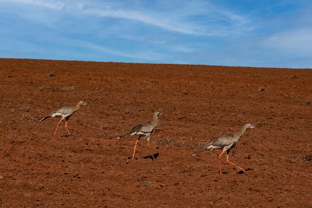 Siriemas walking on plowed land in search of food