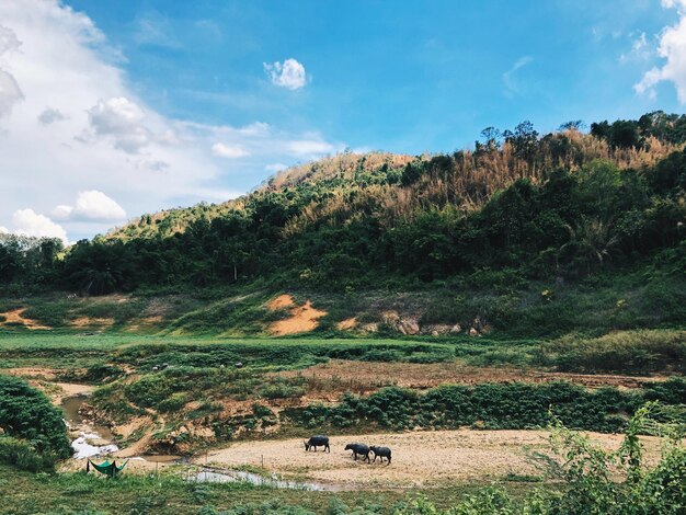 Sirikit dam view