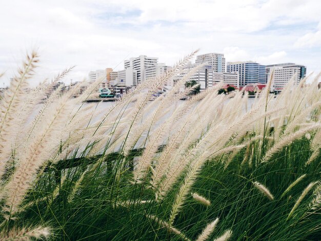 Photo siriraj hospital seen through grass