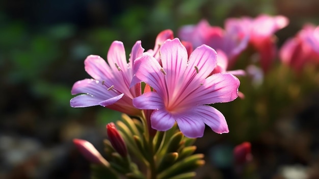 자연 배경으로 아름답게 피어난 Siskiyou Lewisia 꽃 Generative AI