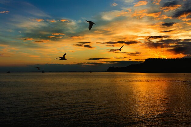 Photo sistiana  italy  2017  silhouette birds flying over sea against sky during sunset