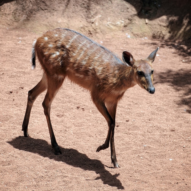 Sitatunga Antelope at the Bioparc in Fuengirola