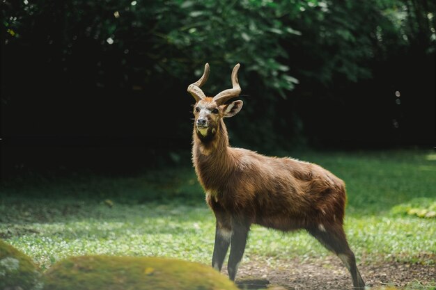 Foto antilope sitatunga