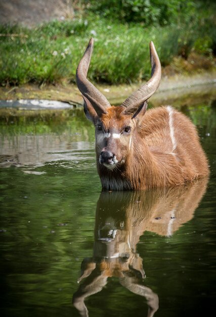 Sitatunga