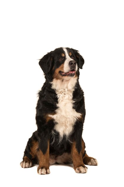 Photo sitting adult bernese mountain dog isolated on a white background with mouth open