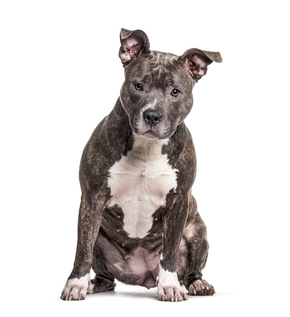 Sitting American Bully, isolated on white