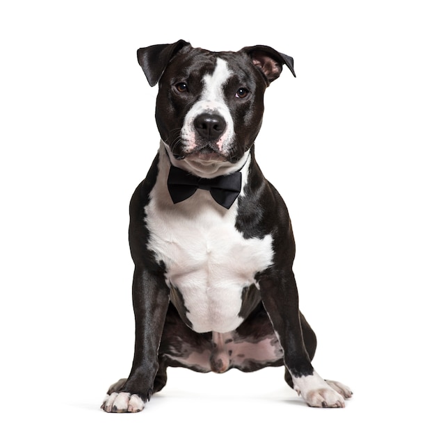 Sitting American Staffordshire Terrier dog, isolated