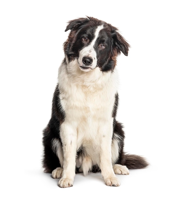 白で隔離される座っているオーストラリアンシェパード犬