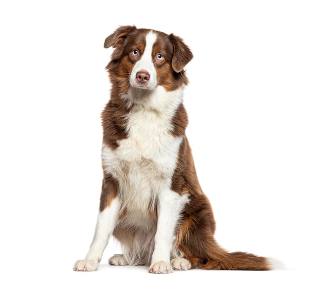 Sitting Australian Shepherd looking at the camera isolated on white