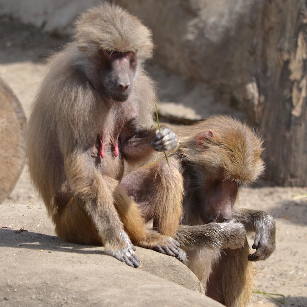 Sitting baboons outdoors