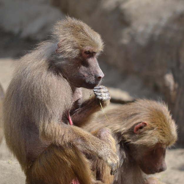 Sitting baboons outdoors