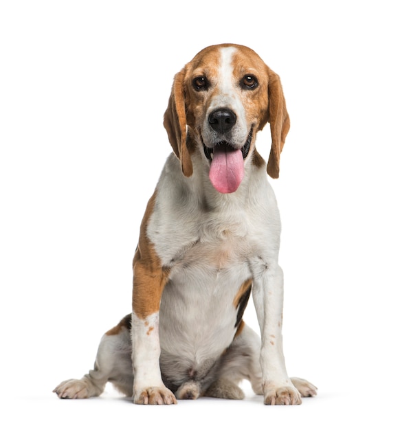 sitting beagle dog, isolated