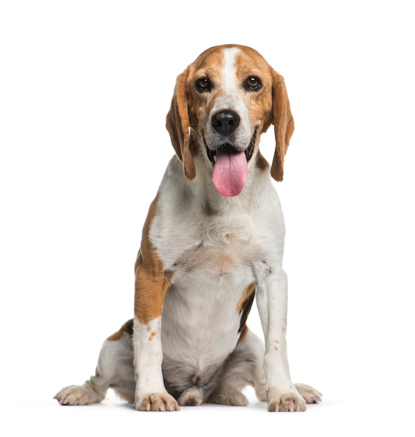 Sitting Beagle dog, isolated