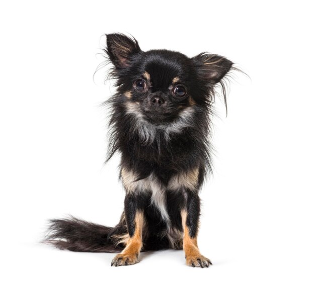 Sitting Black Chihuahua isolated on white