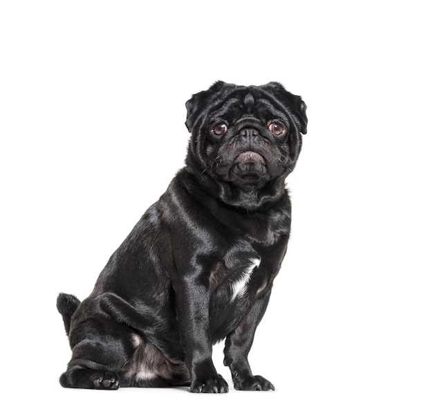 Sitting black Pug Dog looking at the camera isolated on white