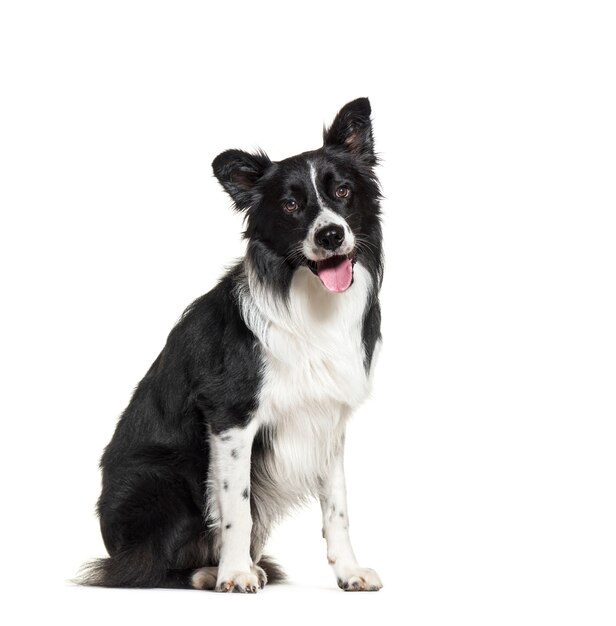 Ansimare border collie dog in bianco e nero di seduta, isolato