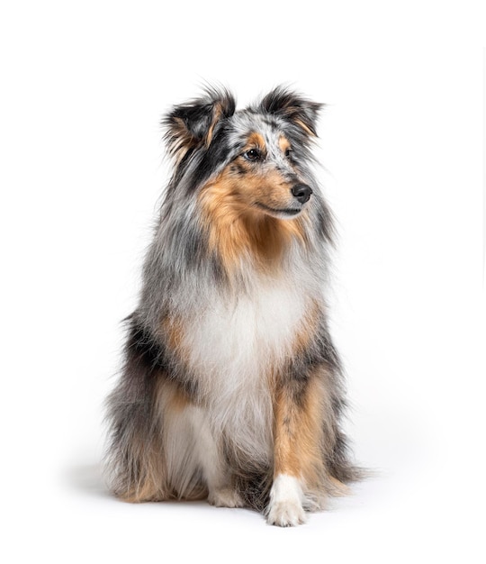 Sitting Blue merle Sheltie isolated on white