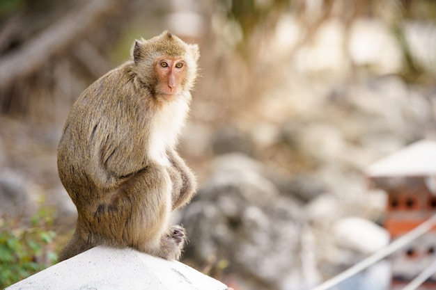Photo sitting brown monkey