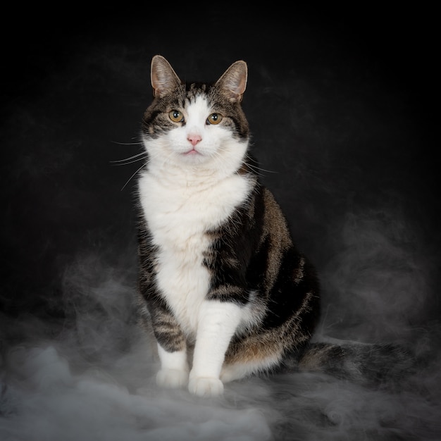 Photo sitting cat looking at camera surrounded by misty smoke against black