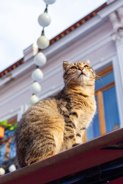 Sitting cat on the roof of an old building in the city of Tbilisi