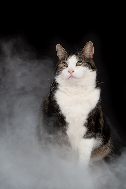 Photo sitting cat surrounded by smoke