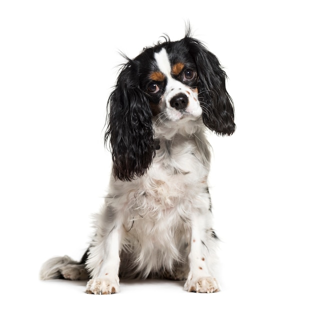 Sitting Cavalier King Charles, isolated