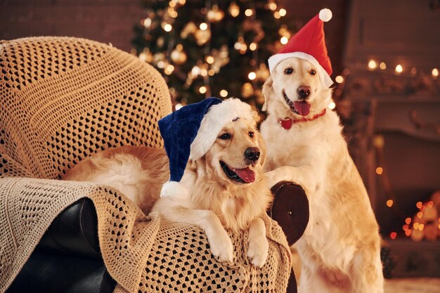 Photo sitting on the chair two cute golden retrievers together at home celebrating new year