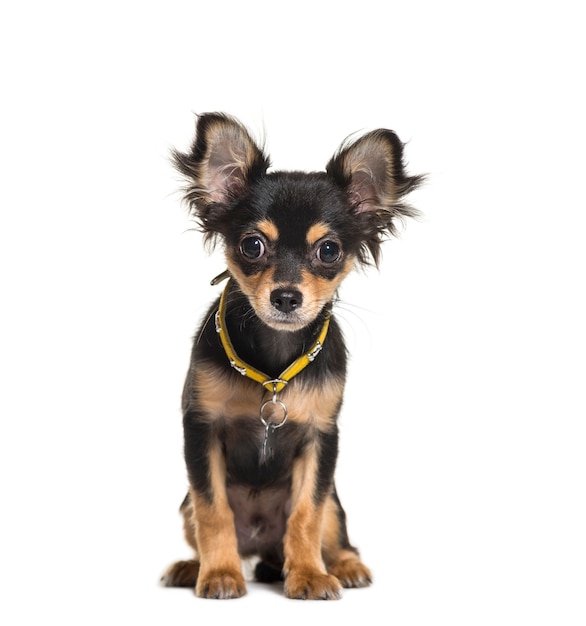 sitting chihuahua dog isolated