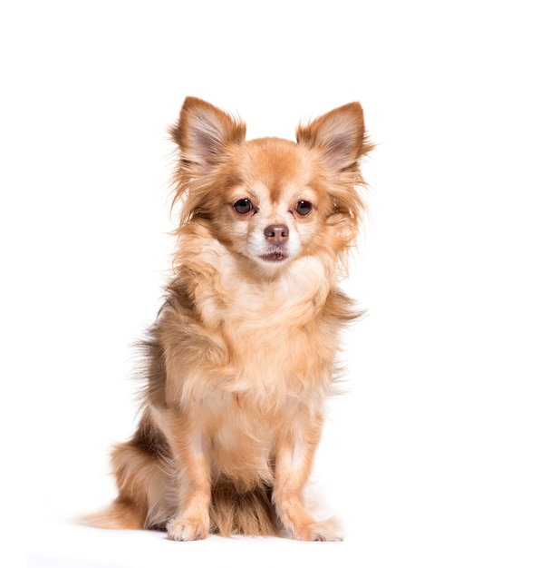 Sitting Chihuahua dog, isolated