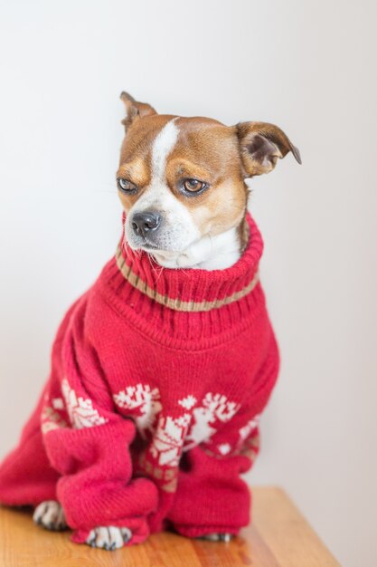 Sitting chihuahua Portrait in Christmas jacket on gray