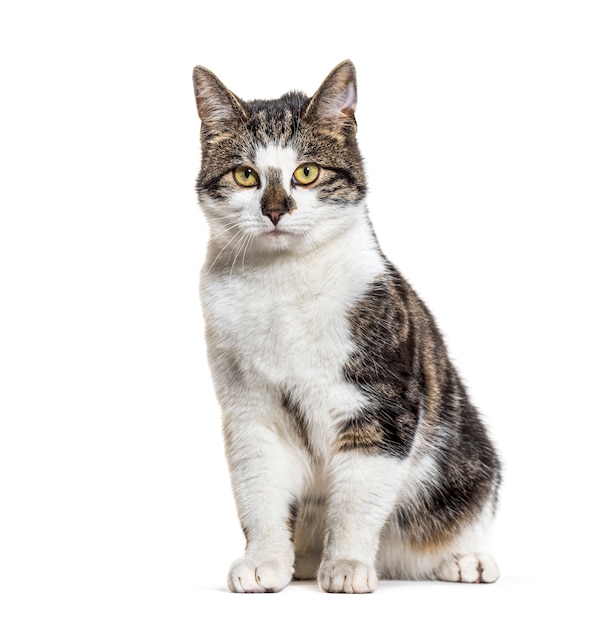 Sitting Crossbreed cat, isolated on white