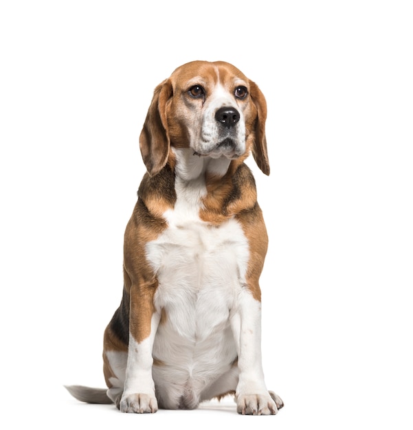 Sitting cute Beagle Dog