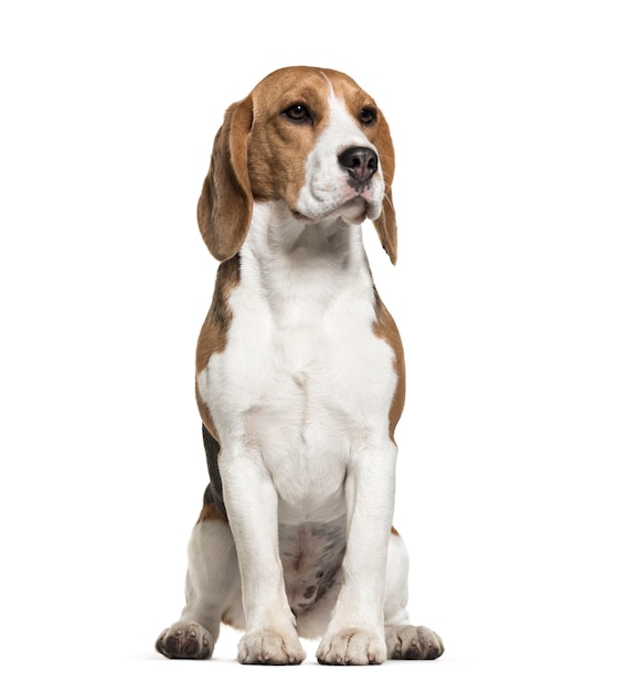 Sitting cute Beagle Dog