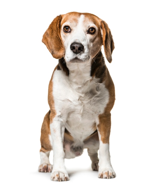 Sitting cute Beagle Dog