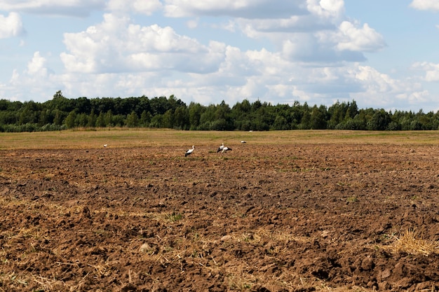 Foto seduto sul bordo di un campo arato di cicogne bianche, a mangiare rane e un verme