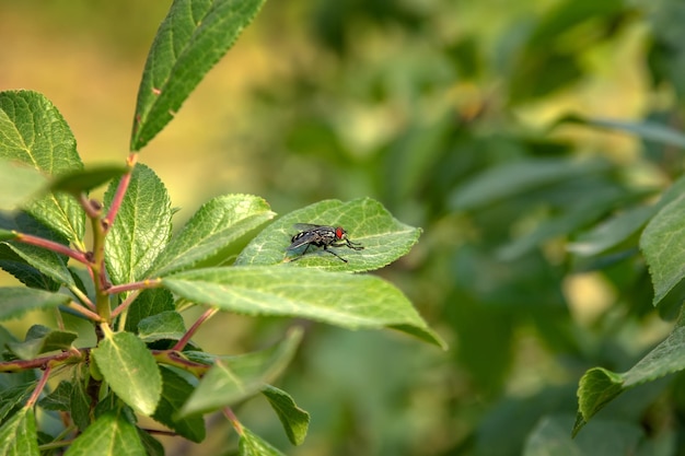 Sitting fly on a green leaf Close up