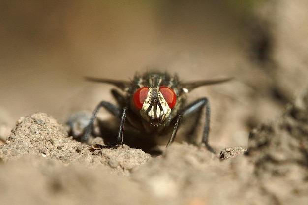 Sitting fly on the ground Macro view