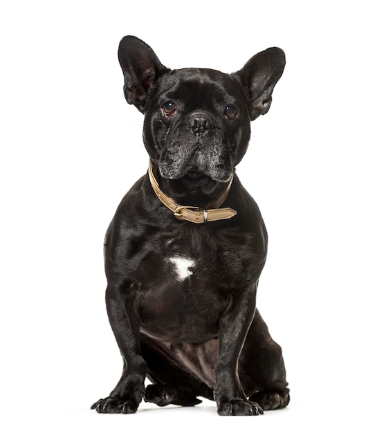 Sitting French bulldog dog