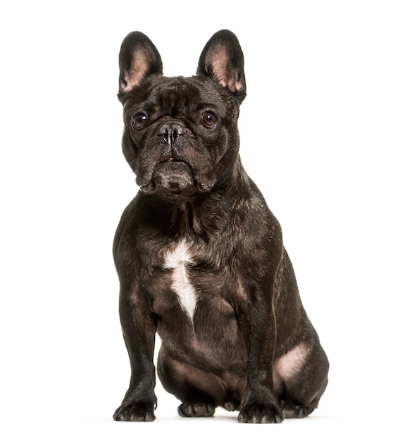 Sitting French bulldog dog