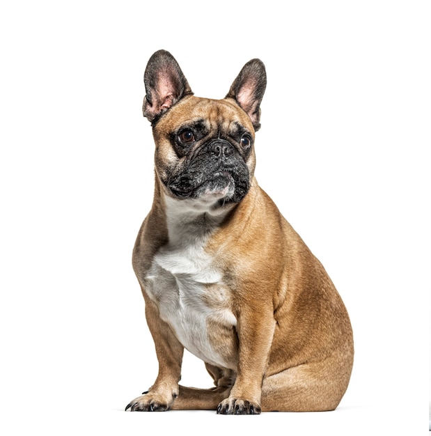 Sitting French bulldog looking away, isolated on white