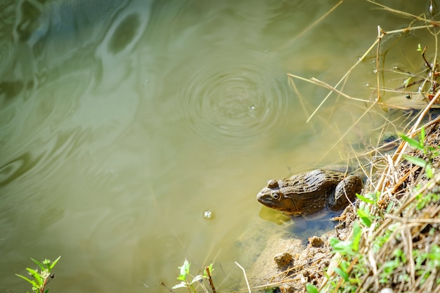 Photo sitting frog in the pond